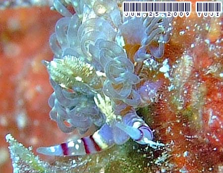 ���J�f�~�m�E�~�E�V Pteraeolidia semperi