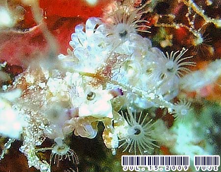 ���J�f�~�m�E�~�E�V Pteraeolidia semperi