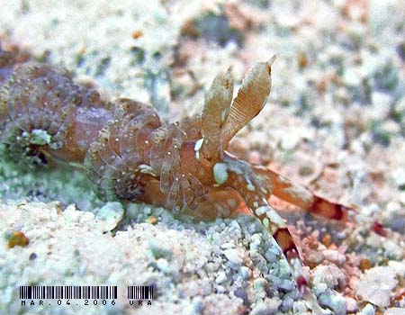 ���J�f�~�m�E�~�E�V Pteraeolidia semperi