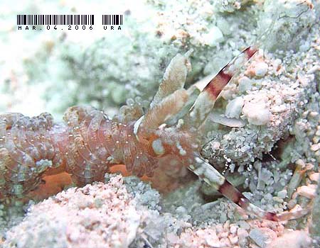 ���J�f�~�m�E�~�E�V Pteraeolidia semperi