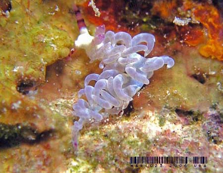 ���J�f�~�m�E�~�E�V Pteraeolidia semperi