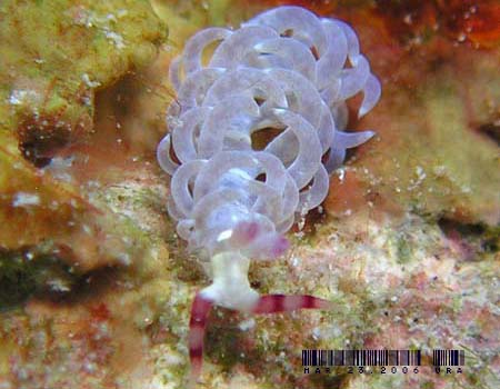 ���J�f�~�m�E�~�E�V Pteraeolidia semperi