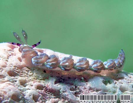 ���J�f�~�m�E�~�E�V Pteraeolidia semperi