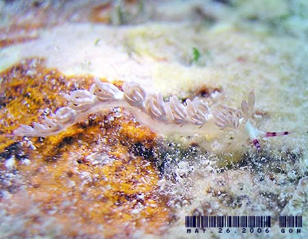 ���J�f�~�m�E�~�E�V Pteraeolidia semperi