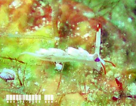 IV~mE~EV̂P Cuthona sp.