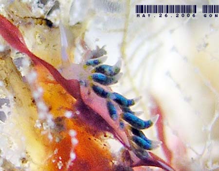IV~mE~EV̂P Cuthona sp.