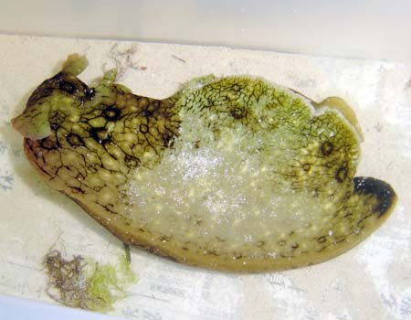 �W���m���A���t���V Aplysia dactylomela
