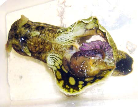 �W���m���A���t���V Aplysia dactylomela