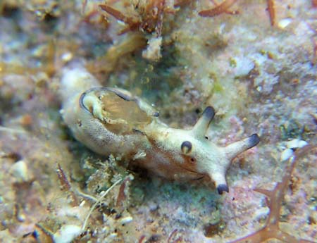 �N���w���A���t���V Aplysia parvula