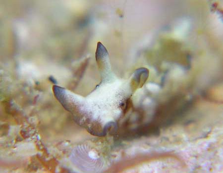 �N���w���A���t���V Aplysia parvula