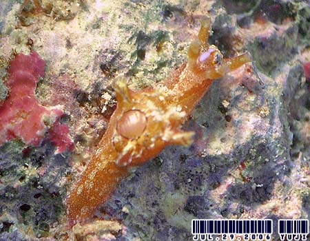 �N���w���A���t���V Aplysia parvula