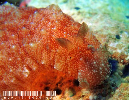 ^ci~KC Dolabella auricularia