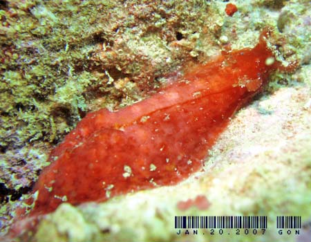 �r���K�^�i���N�W Dolabrifera dolabrifera