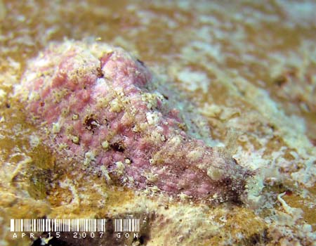 �r���K�^�i���N�W Dolabrifera dolabrifera