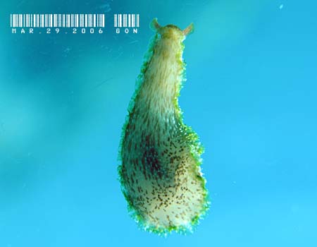 �r���K�^�i���N�W Dolabrifera dolabrifera