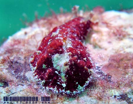 �r���K�^�i���N�W Dolabrifera dolabrifera