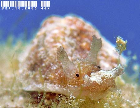 �r���K�^�i���N�W Dolabrifera dolabrifera