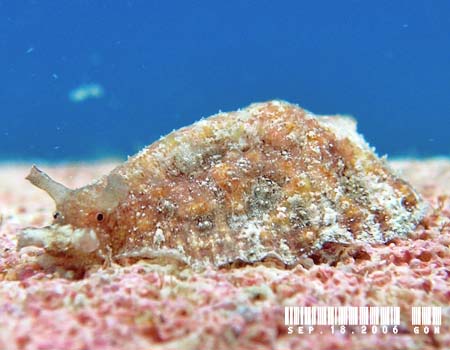 �r���K�^�i���N�W Dolabrifera dolabrifera