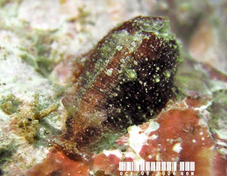 �r���K�^�i���N�W Dolabrifera dolabrifera