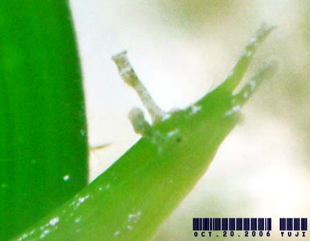 �E�~�i���N�W Petalifera punctulata