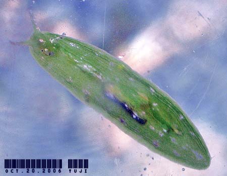 �E�~�i���N�W Petalifera punctulata