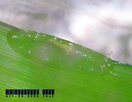 �E�~�i���N�W Petalifera punctulata