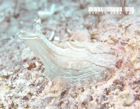�X�J�V�E�~�i���N�W Phyllaplysia lafonti