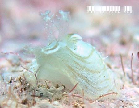 �X�J�V�E�~�i���N�W Phyllaplysia lafonti