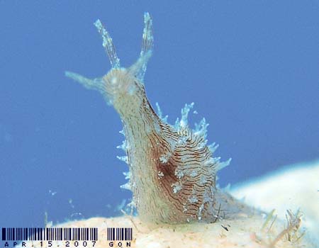 Stylocheilus striatus