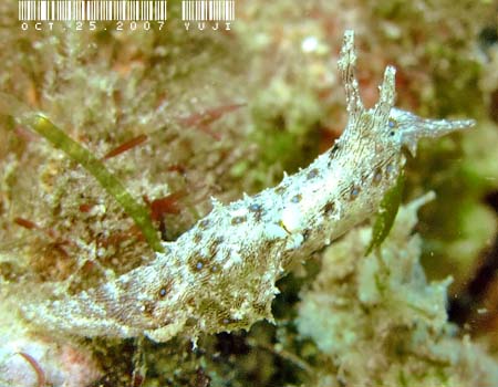 Stylocheilus striatus