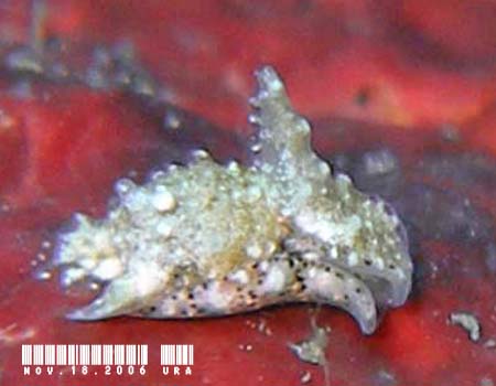 JmRLZ^̒ Aglajidae sp.