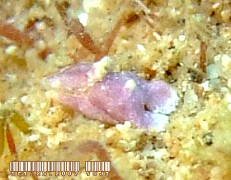 �J�m�R�L�Z���^�̒��� Aglajidae sp.