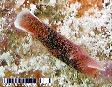 RiLcoKC Chelidonura amoena