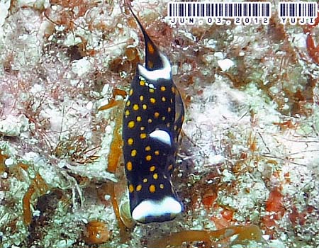 RiLcoKC Chelidonura amoena