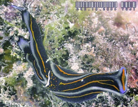 �j�V�L�c�o���K�C Chelidonura hirundinina