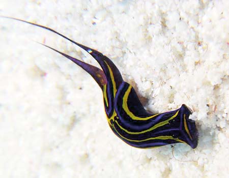 �j�V�L�c�o���K�C Chelidonura hirundinina