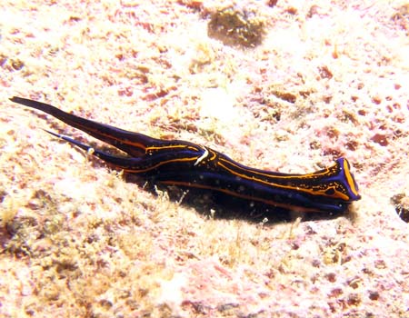 �j�V�L�c�o���K�C Chelidonura hirundinina