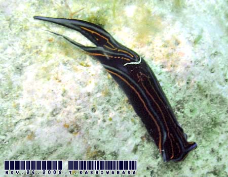 �j�V�L�c�o���K�C Chelidonura hirundinina