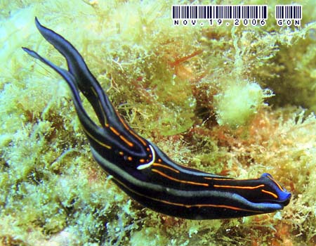 �j�V�L�c�o���K�C Chelidonura hirundinina