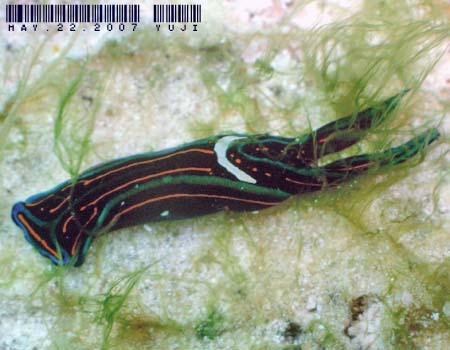 �j�V�L�c�o���K�C Chelidonura hirundinina