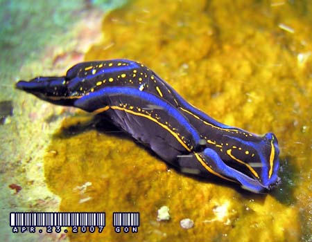 �j�V�L�c�o���K�C Chelidonura hirundinina