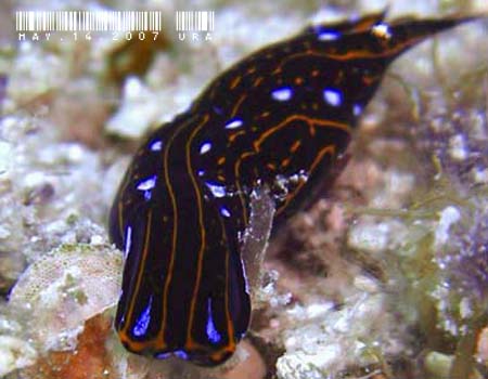 �j�V�L�c�o���K�C Chelidonura hirundinina