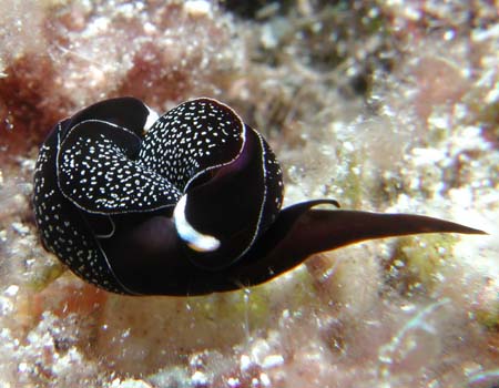 �I�n�O���c�o���K�C�@Chelidonura inornata