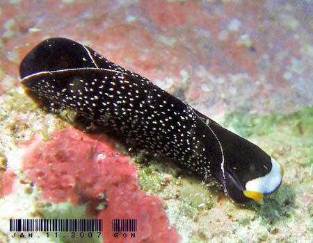 �I�n�O���c�o���K�C�@Chelidonura inornata