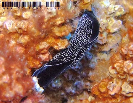 �I�n�O���c�o���K�C�@Chelidonura inornata