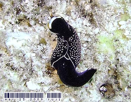 �I�n�O���c�o���K�C�@Chelidonura inornata