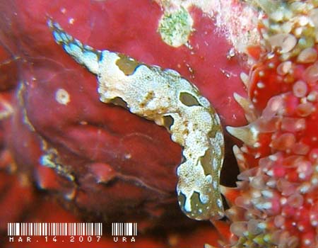 GrLZ^ Odontoglaja guamensis