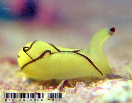 �I�����W�E�~�R�`���E Siphopteron brunneomarginatum