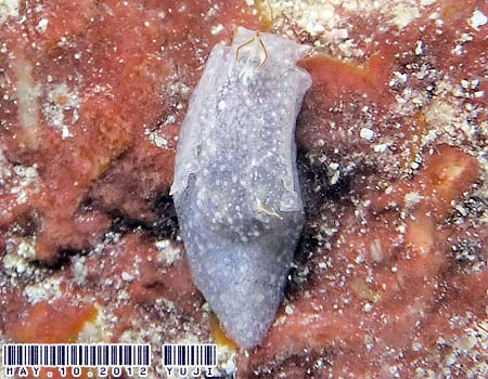 RjNE~R`E Sagaminopteron nigropunctatum 