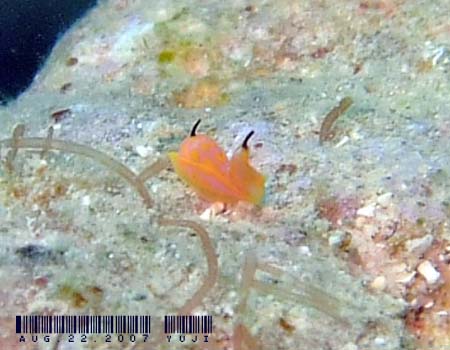 �E�~�R�`���E�̂P�� Siphopteron citrinum